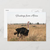 struisvogels briefkaart (Voorkant / Achterkant)