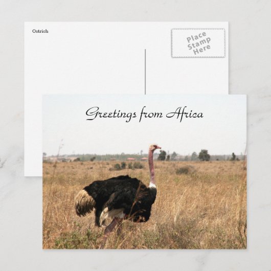 struisvogels briefkaart (Voorkant / Achterkant)