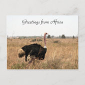 struisvogels briefkaart (Voorkant)