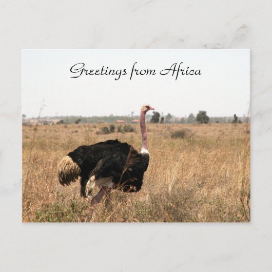 struisvogels briefkaart (Voorkant)