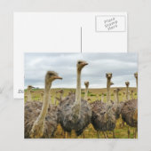 struisvogels briefkaart (Voorkant / Achterkant)