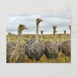 struisvogels briefkaart