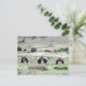 struisvogels drie briefkaart (Staand voorkant)