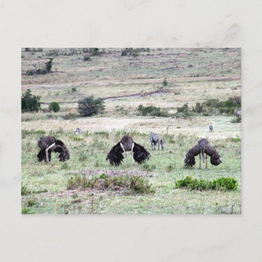 struisvogels drie briefkaart (Voorkant)