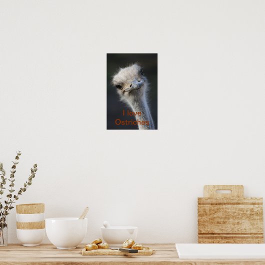 struisvogels poster (Keuken)