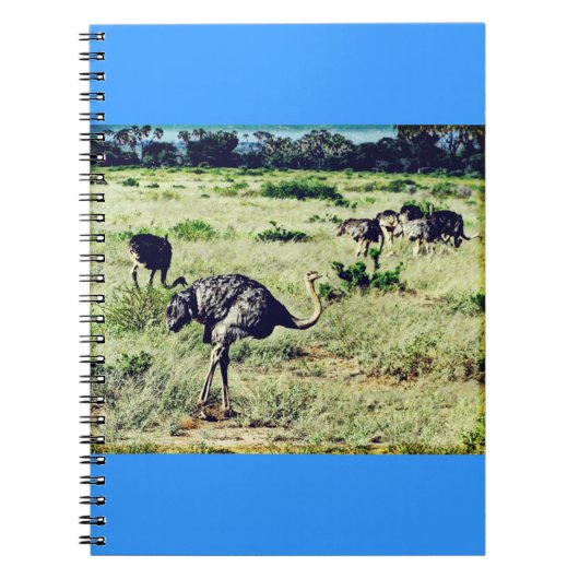 Struisvogels van Samburu Notitieboek (Voorkant)