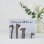 STRUISVOGELVERWARRING VERPLAATSING BRIEFKAART (Staand voorkant)