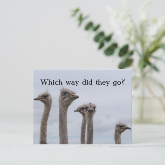 STRUISVOGELVERWARRING VERPLAATSING BRIEFKAART (Staand voorkant)
