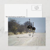 Struiswerk Briefkaart (Voorkant / Achterkant)