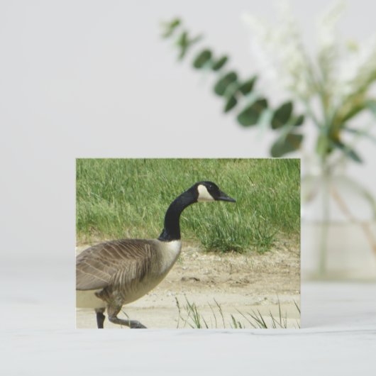 Strutgans Briefkaart (Staand voorkant)