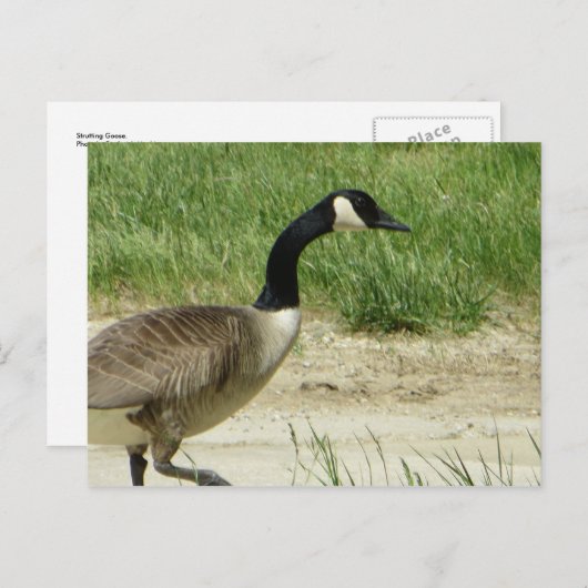 Strutgans Briefkaart (Voorkant / Achterkant)