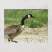 Strutgans Briefkaart (Voorkant)