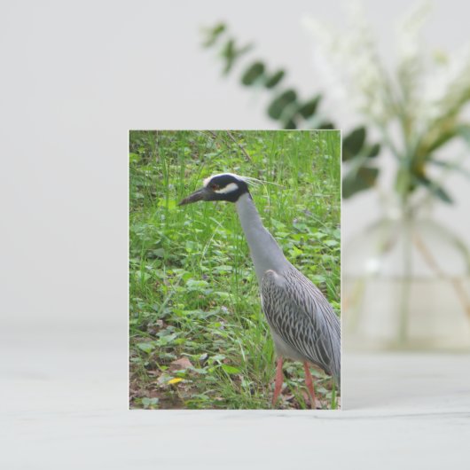 Strutting Heron Briefkaart (Staand voorkant)