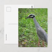 Strutting Heron Briefkaart (Voorkant / Achterkant)
