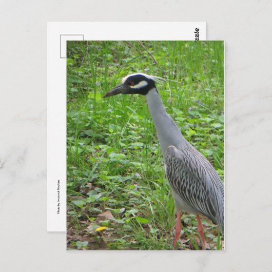 Strutting Heron Briefkaart (Voorkant / Achterkant)