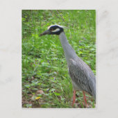 Strutting Heron Briefkaart (Voorkant)