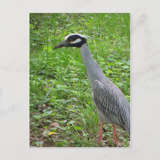Strutting Heron Briefkaart (Voorkant)