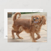 Strutting m'n spullen. Ruby Cavalier King Charles Briefkaart (Voorkant / Achterkant)