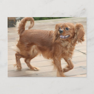 Strutting m'n spullen. Ruby Cavalier King Charles Briefkaart
