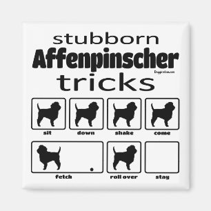 Stubborn Affenpinscher Tricks Magneet