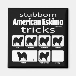 Stubborn American Eskimo Tricks Magneet