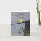 Stubborn Beauty 2 op een briefkaart (Voorkant)