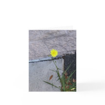 Stubborn Beauty 2 op een briefkaart