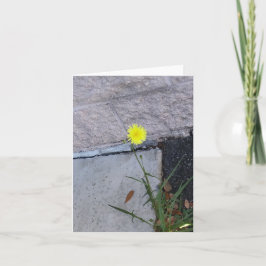 Stubborn Beauty 2 op een briefkaart