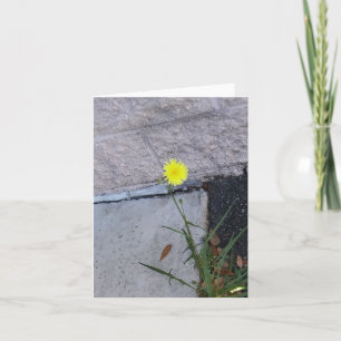 Stubborn Beauty 2 op een briefkaart
