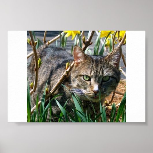 Stubby Poster (Voorkant)