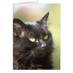 Studie met Black Cat Head