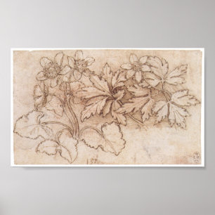 Studie naar twee Planten, Leonardo Da Vinci Poster