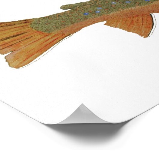 Studie over bruin en brook poster (Hoek)