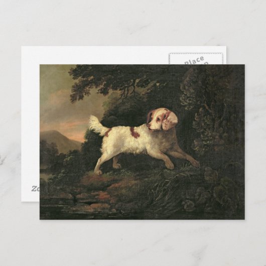 Studie van Clumber Spaniel Briefkaart (Voorkant / Achterkant)