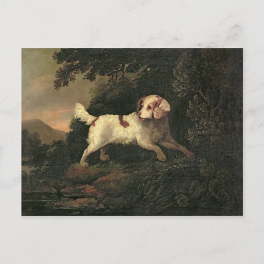 Studie van Clumber Spaniel Briefkaart (Voorkant)