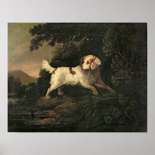 Studie van Clumber Spaniel Poster (Voorkant)