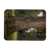 Studie van de boomstam van een Elm Tree, c.1821 (o Magneet (Horizontaal)