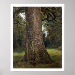 Studie van de boomstam van een Elm Tree, c.1821 (o Poster