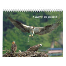 Studie van de Seahawk