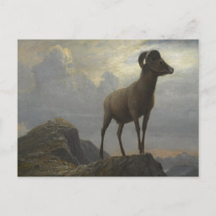 Studie van een Big Horn-ram door Albert Bierstadt Briefkaart