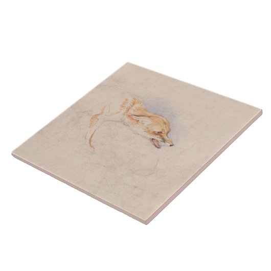 Studie van een Crouching Fox (door John Frederick  Tegeltje (Zijkant)