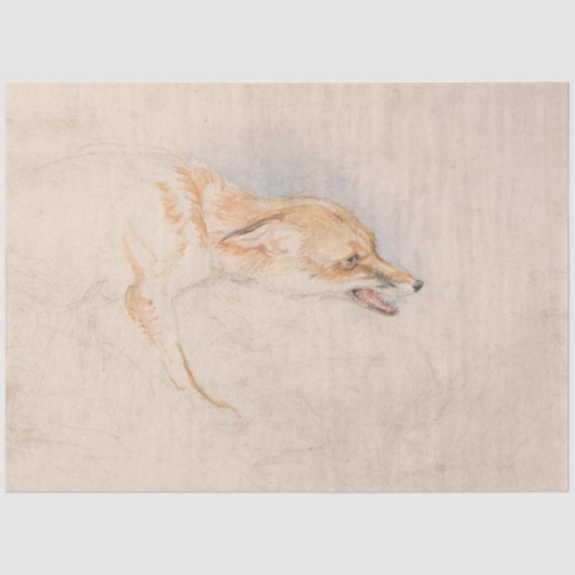Studie van een Crouching Fox (door John Frederick  Tissuepapier (Voorkant)