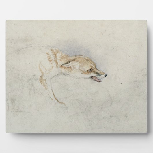 Studie van een forel Fox, naar rechts gericht: fla Fotoplaat (Voorkant)