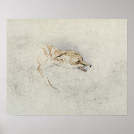 Studie van een forel Fox, naar rechts gericht: fla Poster (Voorkant)