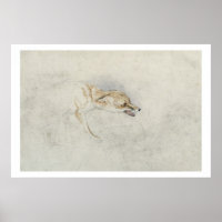 Studie van een forel Fox, naar rechts gericht: fla