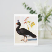 Studie van een Helmeted Curassow, Arcimboldo Briefkaart (Staand voorkant)