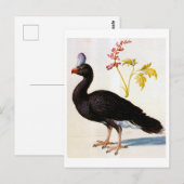 Studie van een Helmeted Curassow, Arcimboldo Briefkaart (Voorkant / Achterkant)