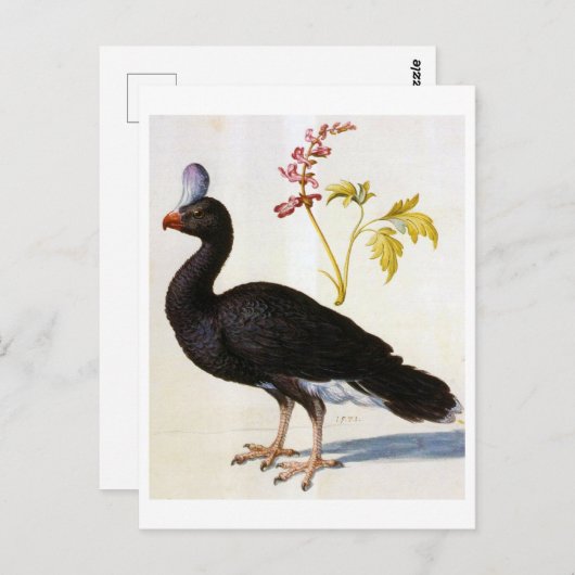 Studie van een Helmeted Curassow, Arcimboldo Briefkaart (Voorkant / Achterkant)