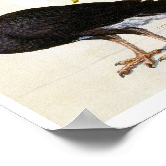 Studie van een Helmeted Curassow, Arcimboldo Poster (Hoek)