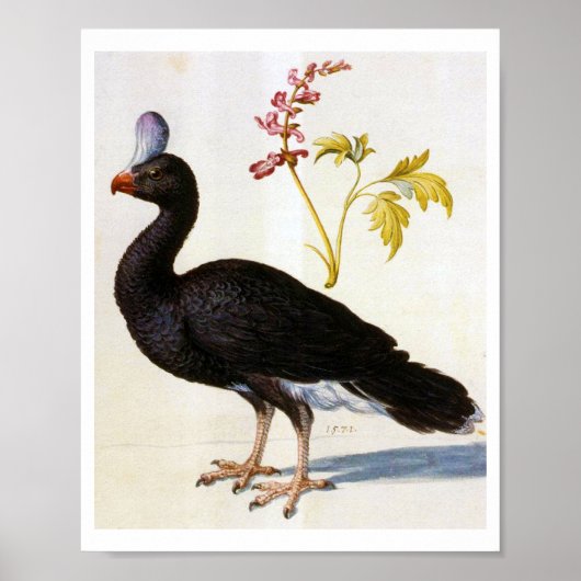 Studie van een Helmeted Curassow, Arcimboldo Poster (Voorkant)